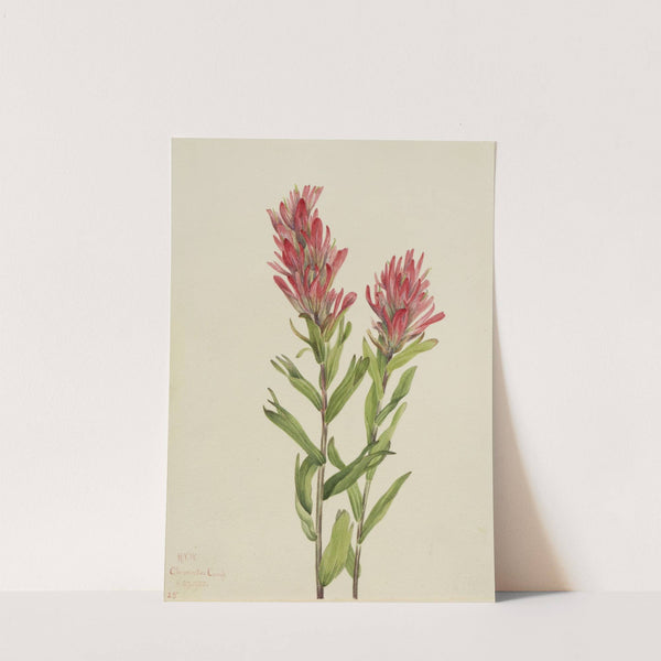 Alberta Paintbrush (Catilleja miniata) (1920) by Mary Vaux Walcott