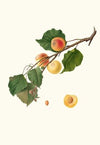 Albicocca Alessandrina a Mandorla Amara. [Armeniaca Alexandrina ; Apricot]