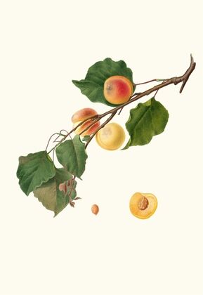 Albicocca Alessandrina a Mandorla Amara. [Armeniaca Alexandrina ; Apricot]