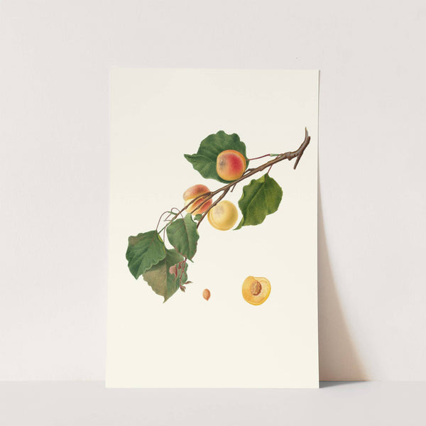 Albicocca Alessandrina a Mandorla Amara. [Armeniaca Alexandrina ; Apricot] by Giorgio Gallesio