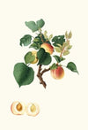 Albicocca Alessandrina bianca a Mandorla dolce o, Alessandrina seconda. [Apricot]