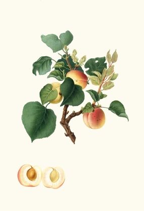 Albicocca Alessandrina bianca a Mandorla dolce o, Alessandrina seconda. [Apricot]