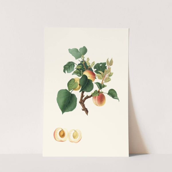 Albicocca Alessandrina bianca a Mandorla dolce o, Alessandrina seconda. [Apricot] by Giorgio Gallesio