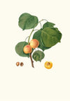 Albicocca luciente o, siu Alessandrina gialla precoce. [Yellow apricot]