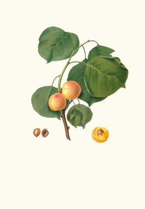 Albicocca luciente o, siu Alessandrina gialla precoce. [Yellow apricot]