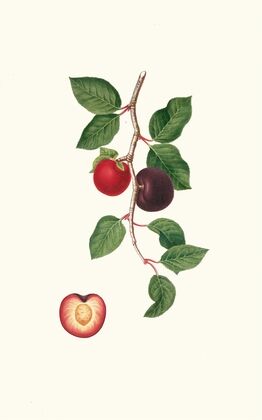 Albicocco Susino. [Armeniaca prunata ; Apricot]