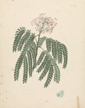 Albizia gummifera (J.F.Gmel.) C.A. Sm. (Gummy Albizia Tree)