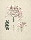 Albizia gummifera (J.F. Gmel.) C.A. Sm. (Gummy Albizia Tree)
