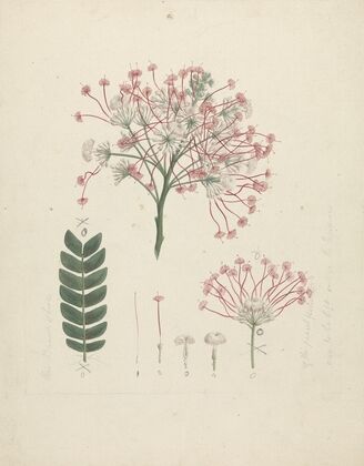 Albizia gummifera (J.F. Gmel.) C.A. Sm. (Gummy Albizia Tree)