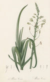 Albuca cornuta (1802-1816)