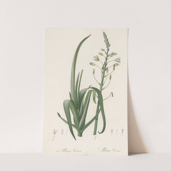 Albuca cornuta (1802-1816) by Pierre Joseph Redouté
