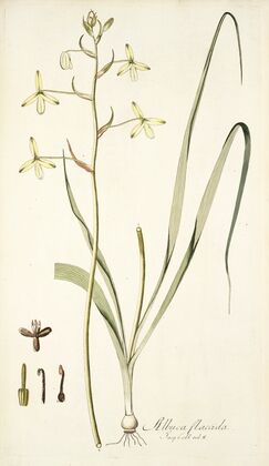 Albuca flaccida