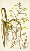 Albuca major
