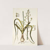 Albuca setosa by Nikolaus Joseph Freiherr von Jacquin