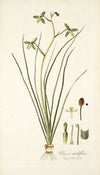 Albuca viridiflora