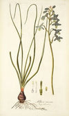 Albuca viscosa