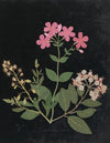 Album of cut-paper flowers Pl.07