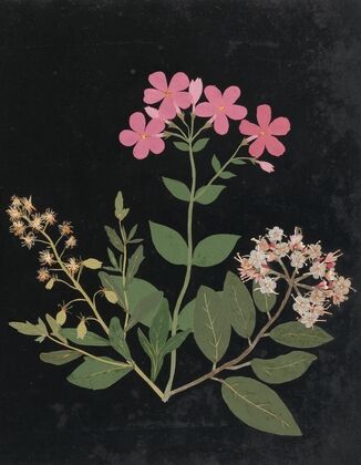 Album of cut-paper flowers Pl.07