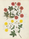 Album of cut-paper flowers Pl.08