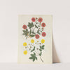 Album of cut-paper flowers Pl.08 by Ellen W.