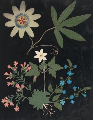 Album of cut-paper flowers Pl.10