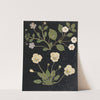Album of cut-paper flowers Pl.11 by Ellen W.