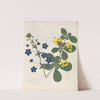 Album of cut-paper flowers Pl.12 by Ellen W.