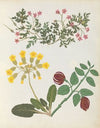 Album of cut-paper flowers Pl.13