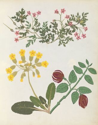 Album of cut-paper flowers Pl.13