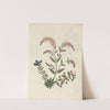 Album of cut-paper flowers Pl.16 by Ellen W.