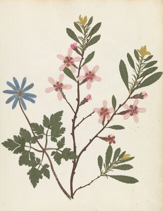 Album of cut-paper flowers Pl.20