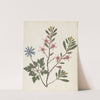 Album of cut-paper flowers Pl.20 by Ellen W.