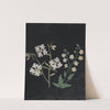 Album of cut-paper flowers Pl.21 by Ellen W.