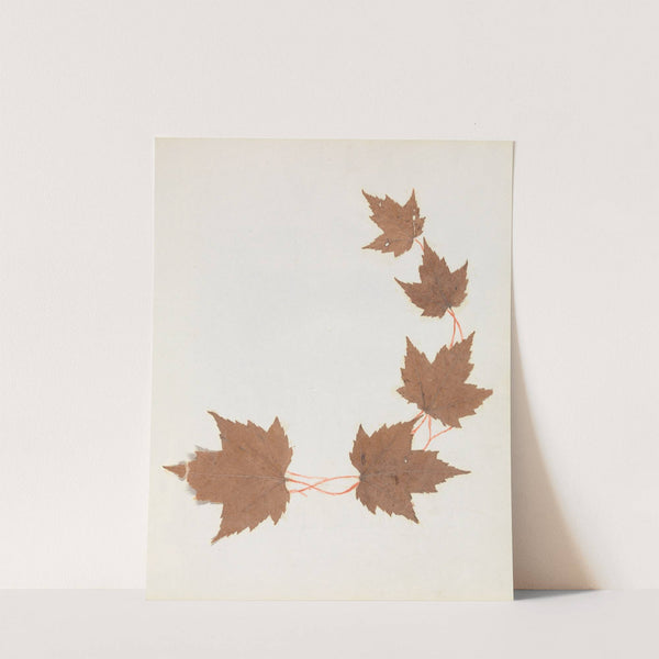 Album of cut-paper flowers Pl.26 by Ellen W.