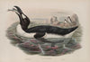 Alca impennis. Great Auk. (1862-1873)