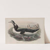 Alca impennis. Great Auk. (1862-1873) by John Gould