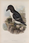 Alca torda. Razorbill. (1862-1873)