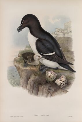 Alca torda. Razorbill. (1862-1873)