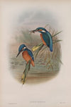 Alcedo ispida. Kingfisher. (1862-1873)