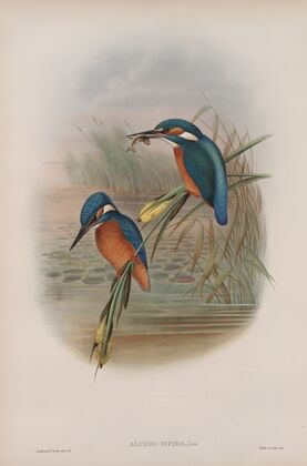 Alcedo ispida. Kingfisher. (1862-1873)