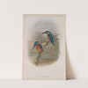 Alcedo ispida. Kingfisher. (1862-1873) by John Gould