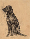 Aldrich’s Dog
