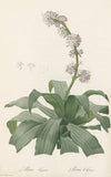 Aletris fragrans (1802-1816)