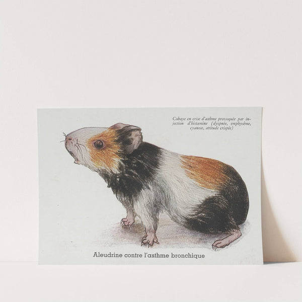 Aleudrine contre l&#8217;asthme bronchique