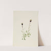 Aleutian Fleabane (Erigeron unalaschensis) by Mary Vaux Walcott