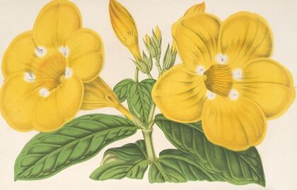 Allamanda Hendersoni