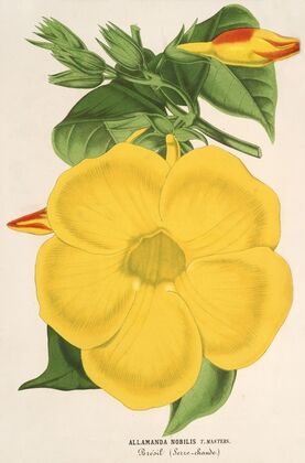 Allamanda nobilis