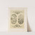 Allegorien und Embleme Vol. I Pl.031 by Albert Ilg
