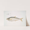 Allied Herring, Clupea affinis. Penang. by John Edward Gray