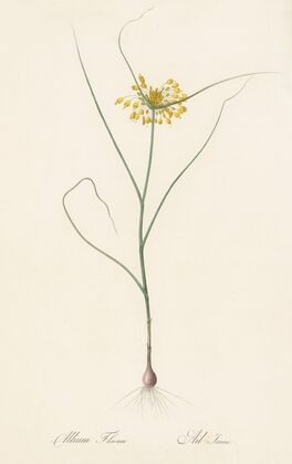 Allium flavum (1802-1816)